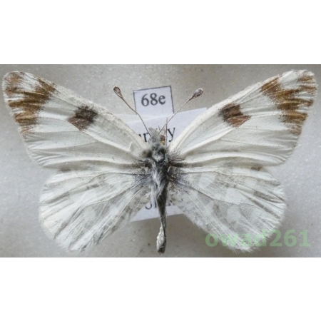 Euchloe ausonia (Hubner, 1805) Turkey68e